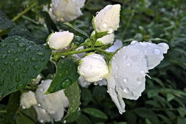 Close-up of jasmine flowers covered in water droplets, highlighting proper hydration for healthy plant growth.