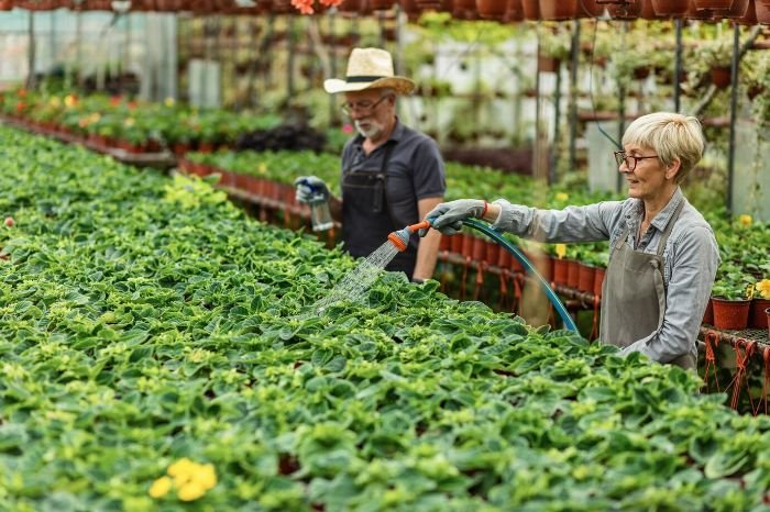 Elderly couple watering greenhouse plants, demonstrating a consistent watering schedule for optimal plant health