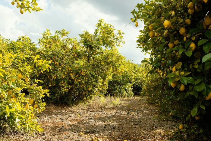 Citrus orchard showing lush trees and ripe fruit, illustrating the need to adjust watering based on rainfall and drought conditions.