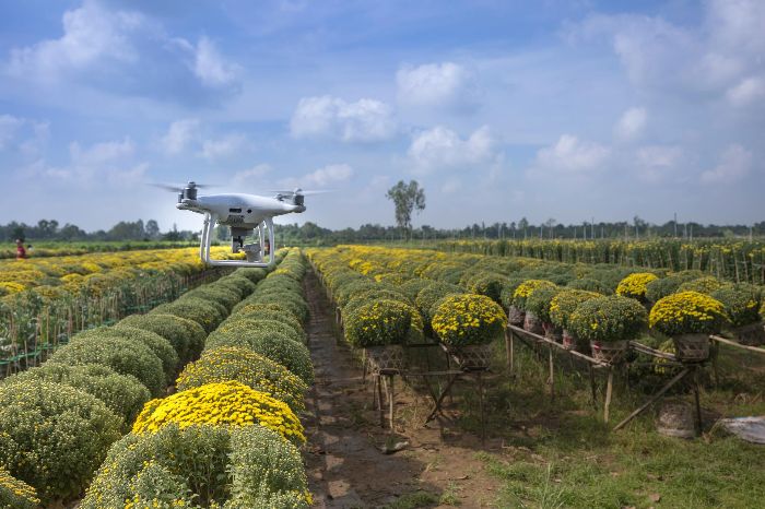 Drone flying over a field of flowering crops, demonstrating automated crop management systems for modern agriculture.