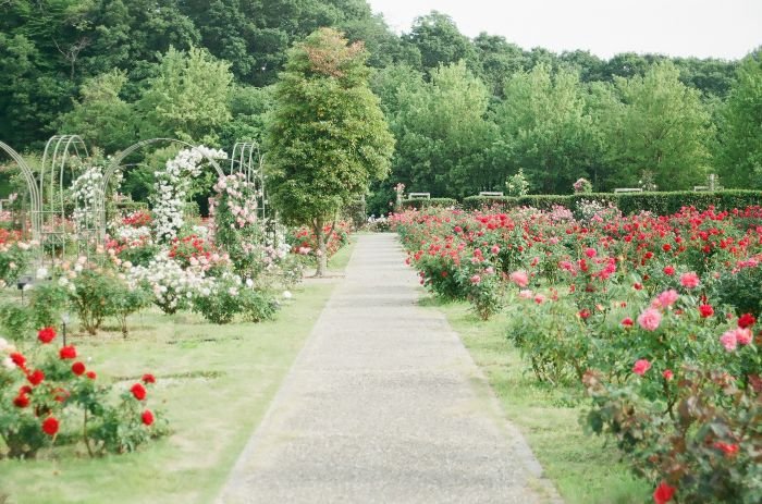 Beautiful garden pathway surrounded by healthy, well-watered roses, showcasing the benefits of optimal watering for plant growth and overall health.