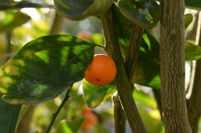 Close-up of a citrus fruit growing on a tree, illustrating the ideal soil conditions for cultivating healthy citrus plants.