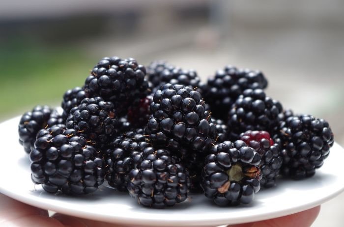 Plate of fresh blackberries showcasing their high vitamin C and K content for immune support, bone health, and brain function.