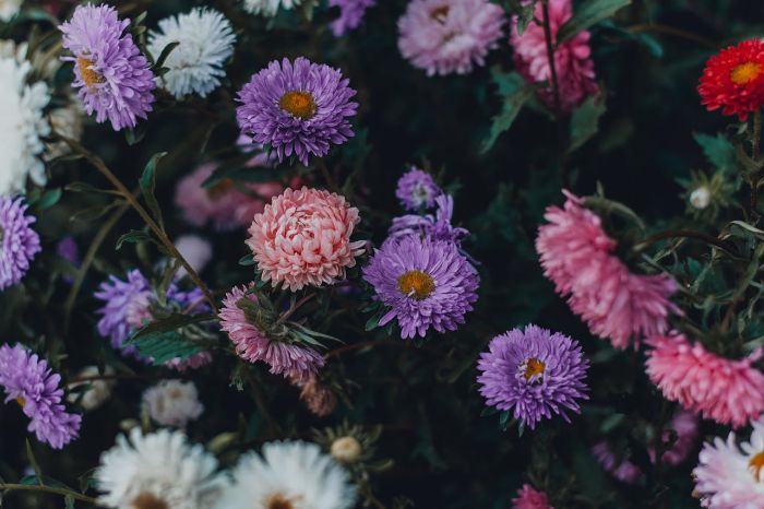 Colorful chrysanthemums in full bloom during the flowering stage, benefiting from phosphorus-rich fertilizer for optimal blossom growth.