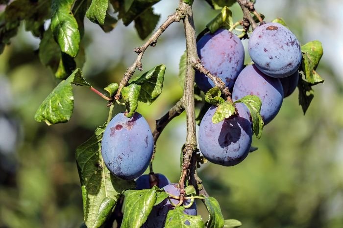 Healthy ripe plums on a tree, illustrating proper watering and irrigation care for optimal growth.