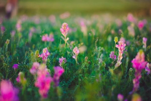 A vibrant field of native wildflowers in bloom, showcasing the beauty and sustainability of eco-friendly gardening with native plant species.