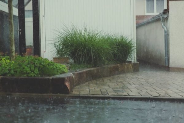 Choosing Weather-Resilient Plant Varieties Rain falling on a garden with weather-resilient plants, showcasing hardy vegetation designed to withstand various weather conditions.