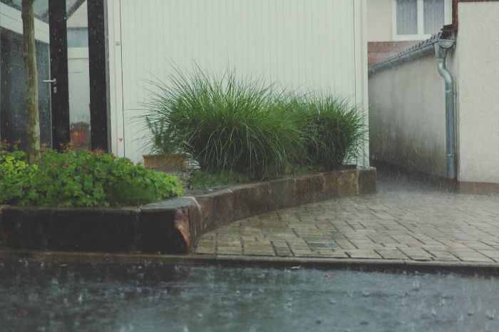 Rain falling on a garden with weather-resilient plants, showcasing hardy vegetation designed to withstand various weather conditions.