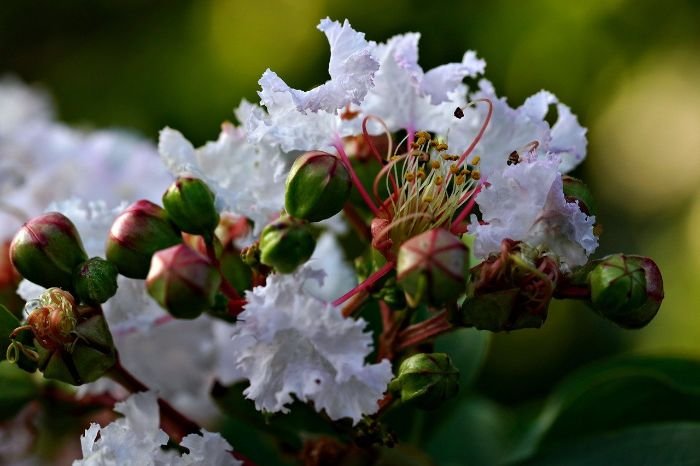 White crepe myrtle blossoms with buds, ideal for cold-hardy gardening options in cooler climates.
