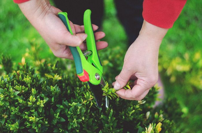 Person using green pruning shears to trim plants, focusing on avoiding common pruning mistakes for healthy growth.