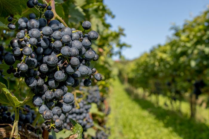 Close-up of grape vines in a vineyard, emphasizing the importance of pruning to control growth, improve sunlight exposure, and enhance fruit development.