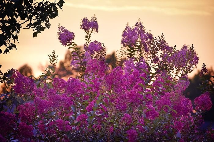 Beautiful purple crepe myrtles enhancing the aesthetics of a garden landscape at sunset.