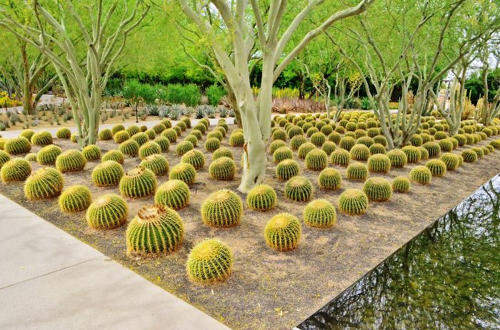 Golden barrel cacti in a desert garden, showcasing drought-resistant plant varieties that thrive with minimal water.