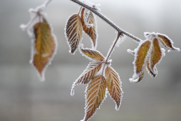 Frost-damaged leaves on a plant branch in need of emergency garden repairs after an unexpected frost.