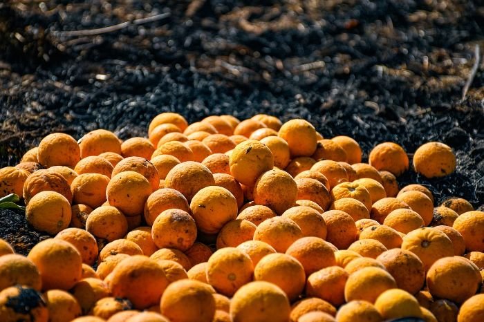 Pile of harvested citrus fruits on well-drained soil, highlighting the importance of proper drainage for healthy citrus tree growth.