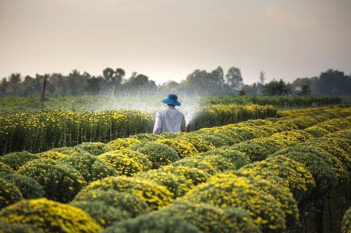 Gardener watering rows of yellow chrysanthemums, demonstrating the importance of establishing a proper watering schedule for healthy growth.