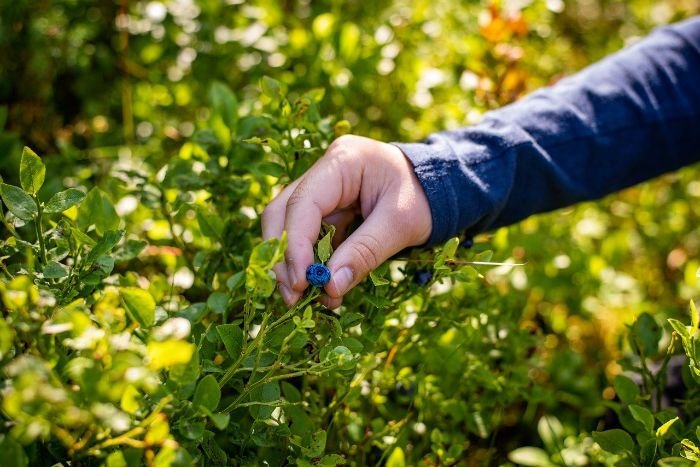 Hand gently picking a ripe blueberry from a bush, illustrating the best practices for harvesting and enjoying blueberries at peak ripeness.