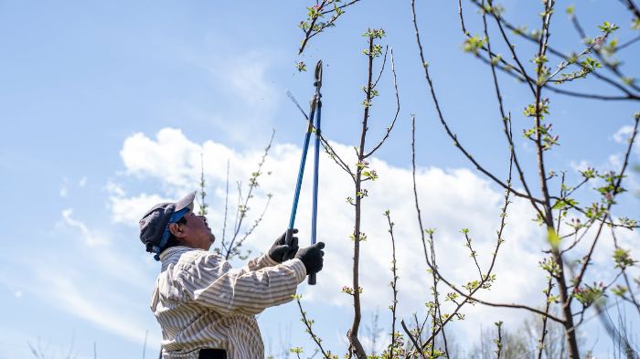 Gardener using long-handled shears to prune tree branches, highlighting the importance of avoiding incorrect cuts like flush and stub cuts.