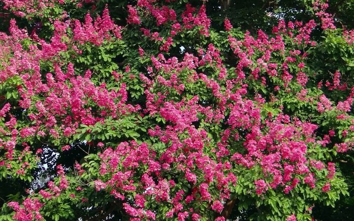 Large red blooming crepe myrtle tree variety like Red Rocket for spacious landscape areas.