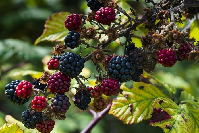 Close-up of ripening blackberries on a branch, showing the importance of managing pests and diseases to maintain plant health and improve yields.