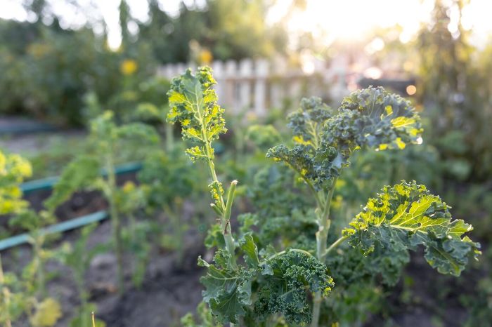 Gardener using tools mindfully in a calm vegetable garden with kale plants