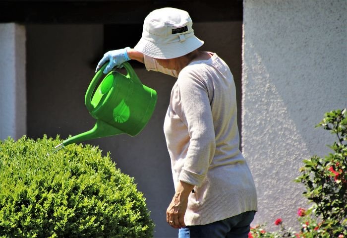 Person watering plants in a garden with a green watering can, highlighting the myth that daily watering is necessary and the importance of balancing frequency and duration for healthy plant growth.