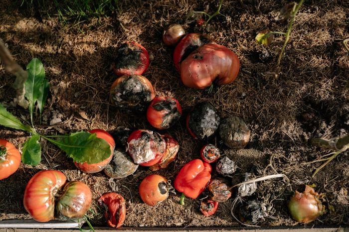 Rotten fruits on the ground illustrating the use of organic matter like compost and manure as fertilizers for chrysanthemums to improve soil health.