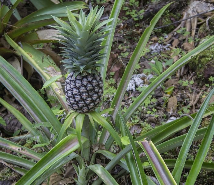 pineapple plant pruning training optimal growth