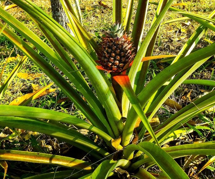 Pineapple plant growing with proper spacing, showing the importance of leaving room between plants for optimal growth.
