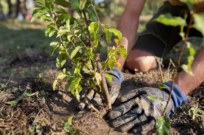 Gardener planting a young tree in moist soil, illustrating the best practices for planting apple trees in early spring or late fall for optimal growth.