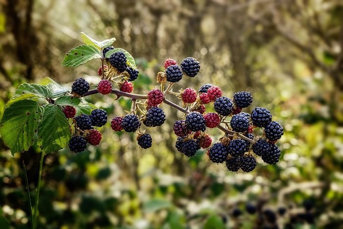 Ripening blackberries on a branch, illustrating the preparation needed for growing blackberries at home, including selecting the right type, soil, and planting location.