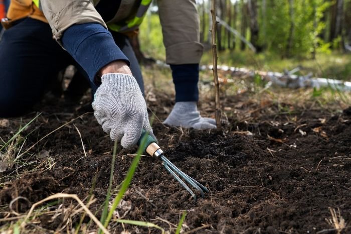 Gardener preparing soil with a hand rake for planting, emphasizing steps for proper soil preparation for jasmine plants.