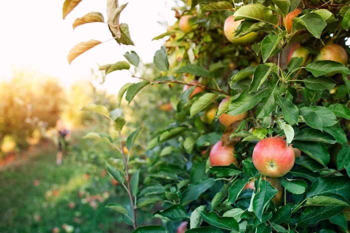 Apple tree with ripe apples in a sunny orchard, highlighting the importance of protecting apple trees from pests and diseases for a healthy harvest.