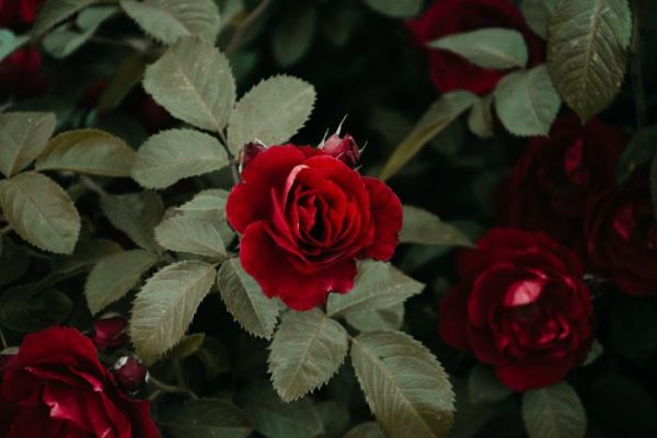 Close-up of a deep red rose in full bloom with healthy green foliage, illustrating proper rose pruning techniques for vigorous growth.
