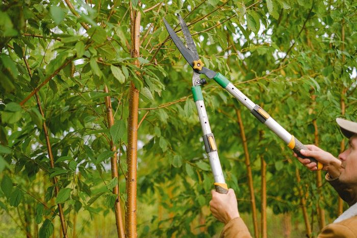 Gardener pruning a deciduous tree with long-handled shears, demonstrating pruning techniques for specific plant types like trees, shrubs, conifers, and perennials.