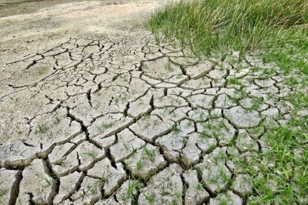 Rebuilding Soil Health After Drought Cracked, dry soil recovering after a drought with emerging green plants, illustrating steps to rebuild soil health and restore fertility.