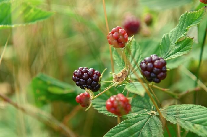 Ripe and unripe blackberries on a bush, illustrating how to recognize ripeness by their deep color and ease of detachment from the stem.