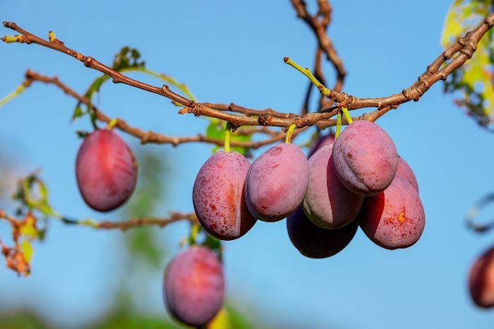 Ripe plums hanging on a tree branch, showcasing the deep color and slight softness ideal for harvesting.