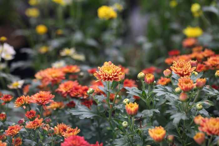 Orange chrysanthemums in full bloom, thriving with seasonal watering adjustments for optimal growth and health.
