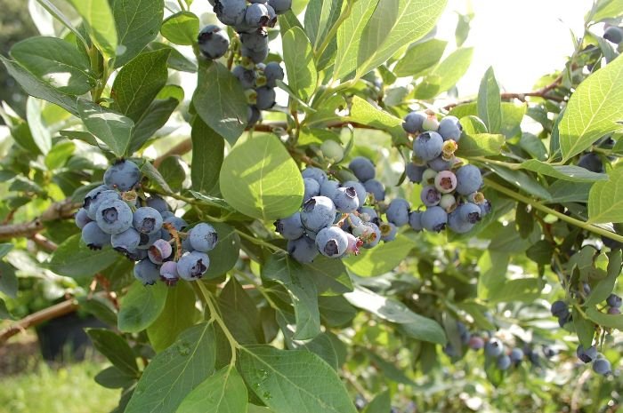 Blueberries growing on a bush in full sunlight, highlighting the importance of proper site selection and sunlight requirements for optimal fruit production.
