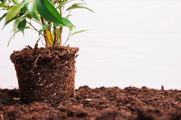Healthy plant roots in nutrient-rich soil, representing key practices for maintaining soil health, including testing, cover crops, green manures, and mulching.