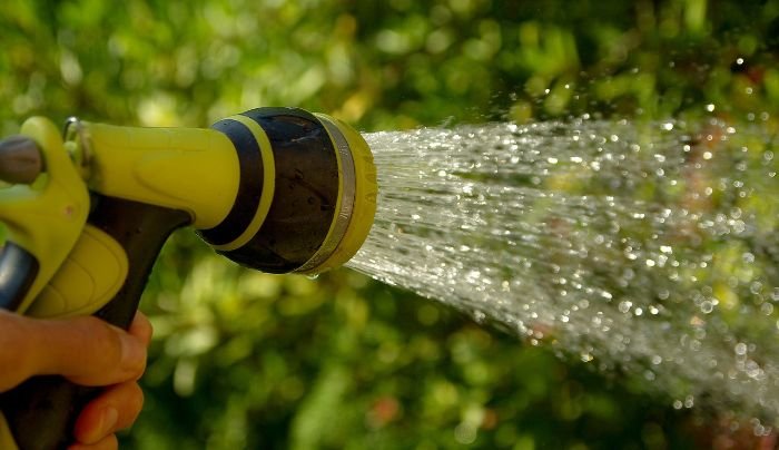 Close-up of a garden hose nozzle spraying water, demonstrating effective watering techniques for healthy jasmine plant growth.
