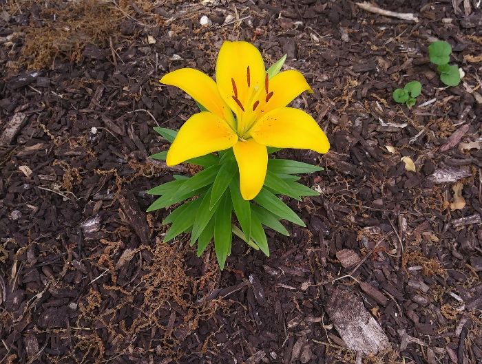 Yellow flower in a garden bed surrounded by mulch, illustrating effective use of mulch to retain soil moisture and prevent weeds.