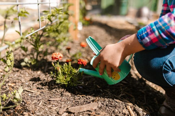 Gardener using a small watering can on flowers with organic mulch applied to retain soil moisture and prevent weed growth.