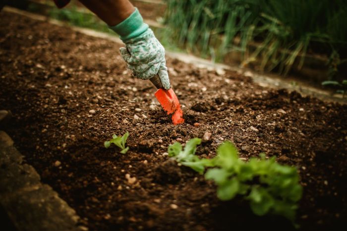 Gardener applying mulch around citrus trees to retain soil moisture, reduce evaporation, and prevent weeds.