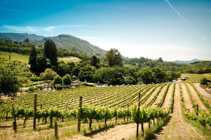 Vineyard adapting to climate and environmental conditions with rows positioned to optimize sun exposure and temperature management.