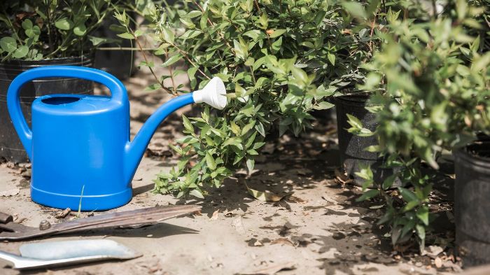 Blue watering can placed near citrus tree plants highlighting the different watering needs during growth stages.