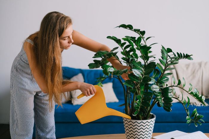 Woman watering a potted houseplant in a living room before going on vacation, highlighting plant care tips during absence.