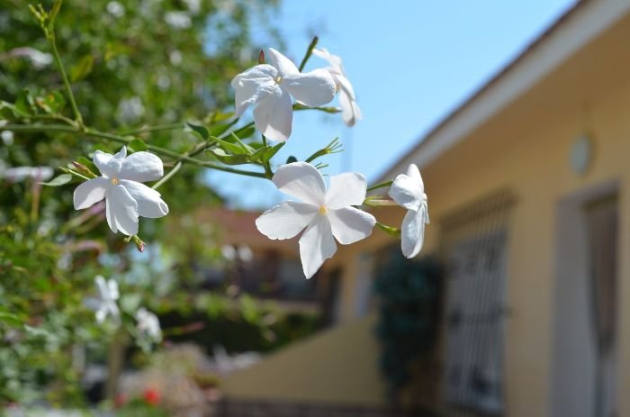 Jasmine plant with white flowers thriving in the summer sun, illustrating proper watering techniques during hot weather.