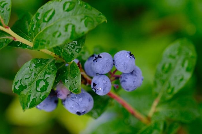 Blueberries on a bush with water droplets, illustrating the importance of regular watering to meet moisture needs and support healthy root growth.